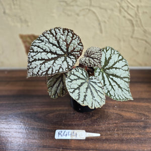 #R444 Begonia Unknown