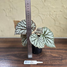 Load image into Gallery viewer, #R444 Begonia Unknown