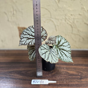 #R444 Begonia Unknown