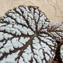 Load image into Gallery viewer, #R444 Begonia Unknown