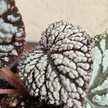 Load image into Gallery viewer, #R444 Begonia Unknown