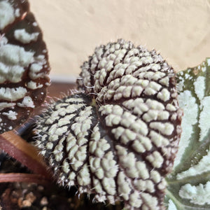 #R444 Begonia Unknown