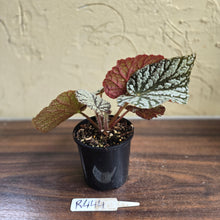 Load image into Gallery viewer, #R444 Begonia Unknown