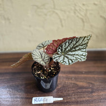 Load image into Gallery viewer, #R444 Begonia Unknown