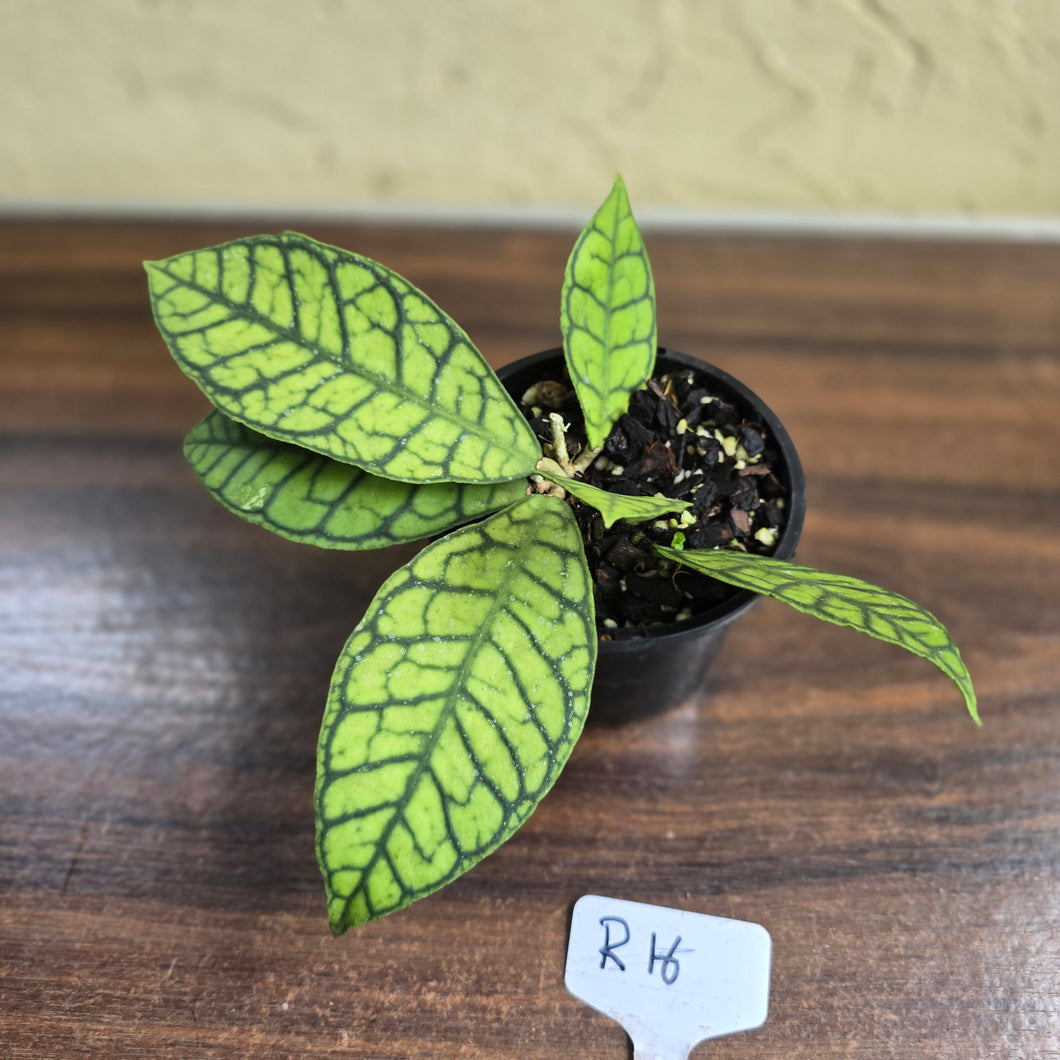 #R16 Hoya Sp. Kalimantan