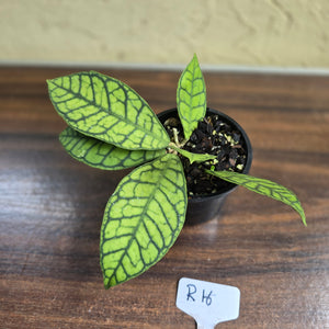 #R16 Hoya Sp. Kalimantan