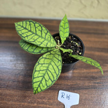 Load image into Gallery viewer, #R16 Hoya Sp. Kalimantan
