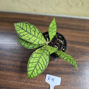 #R16 Hoya Sp. Kalimantan