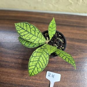 #R16 Hoya Sp. Kalimantan