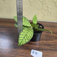 Load image into Gallery viewer, #R16 Hoya Sp. Kalimantan