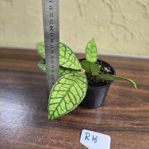 #R16 Hoya Sp. Kalimantan