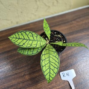 #R16 Hoya Sp. Kalimantan
