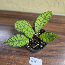 Load image into Gallery viewer, #R16 Hoya Sp. Kalimantan