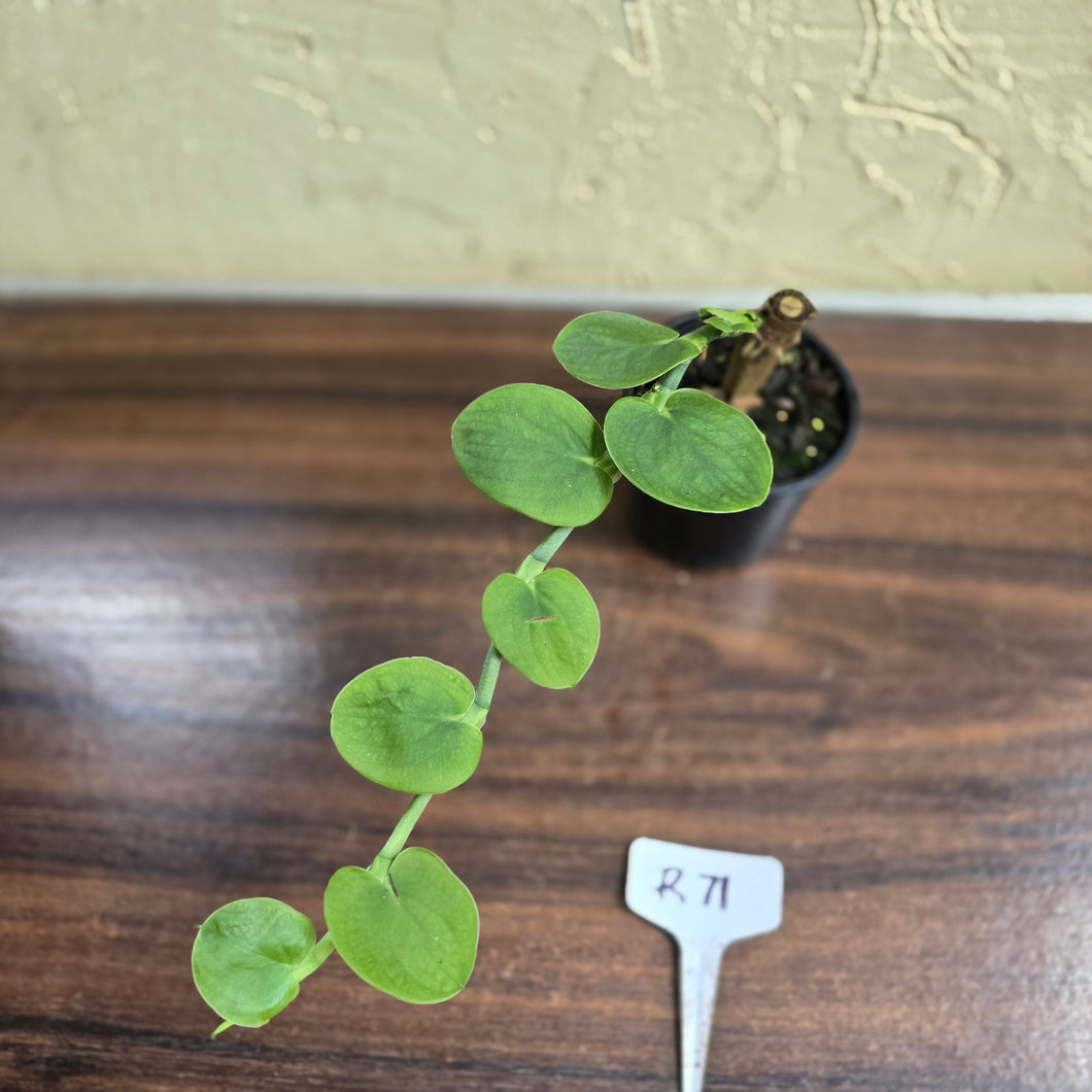 #R71 Rhaphidophora Korthalsii