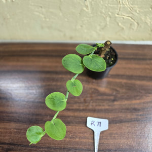#R71 Rhaphidophora Korthalsii