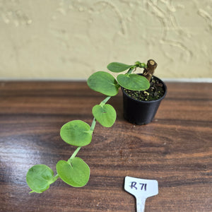 #R71 Rhaphidophora Korthalsii