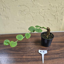 Load image into Gallery viewer, #R71 Rhaphidophora Korthalsii