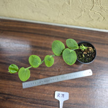 Load image into Gallery viewer, #R71 Rhaphidophora Korthalsii