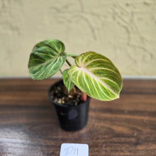 Load image into Gallery viewer, #D11 Philodendron Tinkle Bell