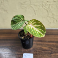 Load image into Gallery viewer, #D11 Philodendron Tinkle Bell