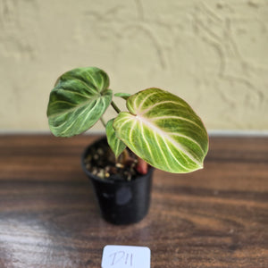 #D11 Philodendron Tinkle Bell