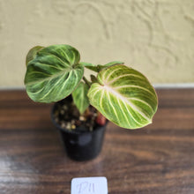 Load image into Gallery viewer, #D11 Philodendron Tinkle Bell