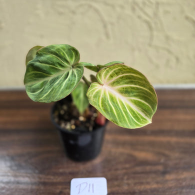 #D11 Philodendron Tinkle Bell