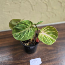 Load image into Gallery viewer, #D11 Philodendron Tinkle Bell