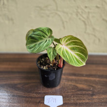 Load image into Gallery viewer, #D11 Philodendron Tinkle Bell