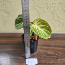 Load image into Gallery viewer, #D11 Philodendron Tinkle Bell
