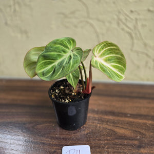 #D11 Philodendron Tinkle Bell