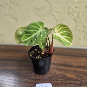 #D11 Philodendron Tinkle Bell