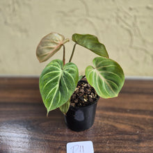 Load image into Gallery viewer, #D11 Philodendron Tinkle Bell