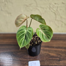Load image into Gallery viewer, #D11 Philodendron Tinkle Bell