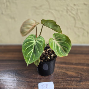 #D11 Philodendron Tinkle Bell