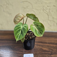 Load image into Gallery viewer, #D11 Philodendron Tinkle Bell