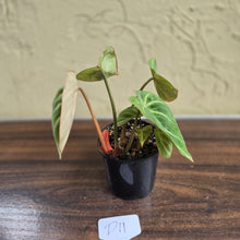 Load image into Gallery viewer, #D11 Philodendron Tinkle Bell