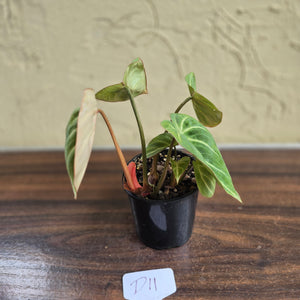 #D11 Philodendron Tinkle Bell