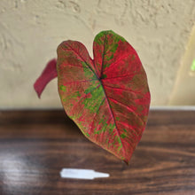 Load image into Gallery viewer, #R941 Caladium