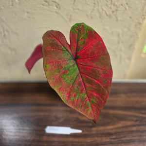 #R941 Caladium