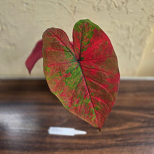 Load image into Gallery viewer, #R941 Caladium