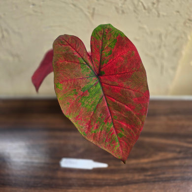 #R941 Caladium