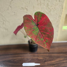 Load image into Gallery viewer, #R941 Caladium