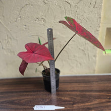 Load image into Gallery viewer, #R941 Caladium