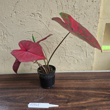 Load image into Gallery viewer, #R941 Caladium