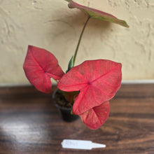 Load image into Gallery viewer, #R941 Caladium