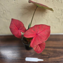 Load image into Gallery viewer, #R941 Caladium