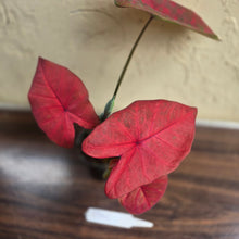 Load image into Gallery viewer, #R941 Caladium