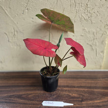 Load image into Gallery viewer, #R941 Caladium