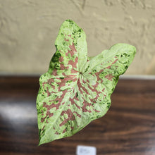 Load image into Gallery viewer, #R51 Caladium